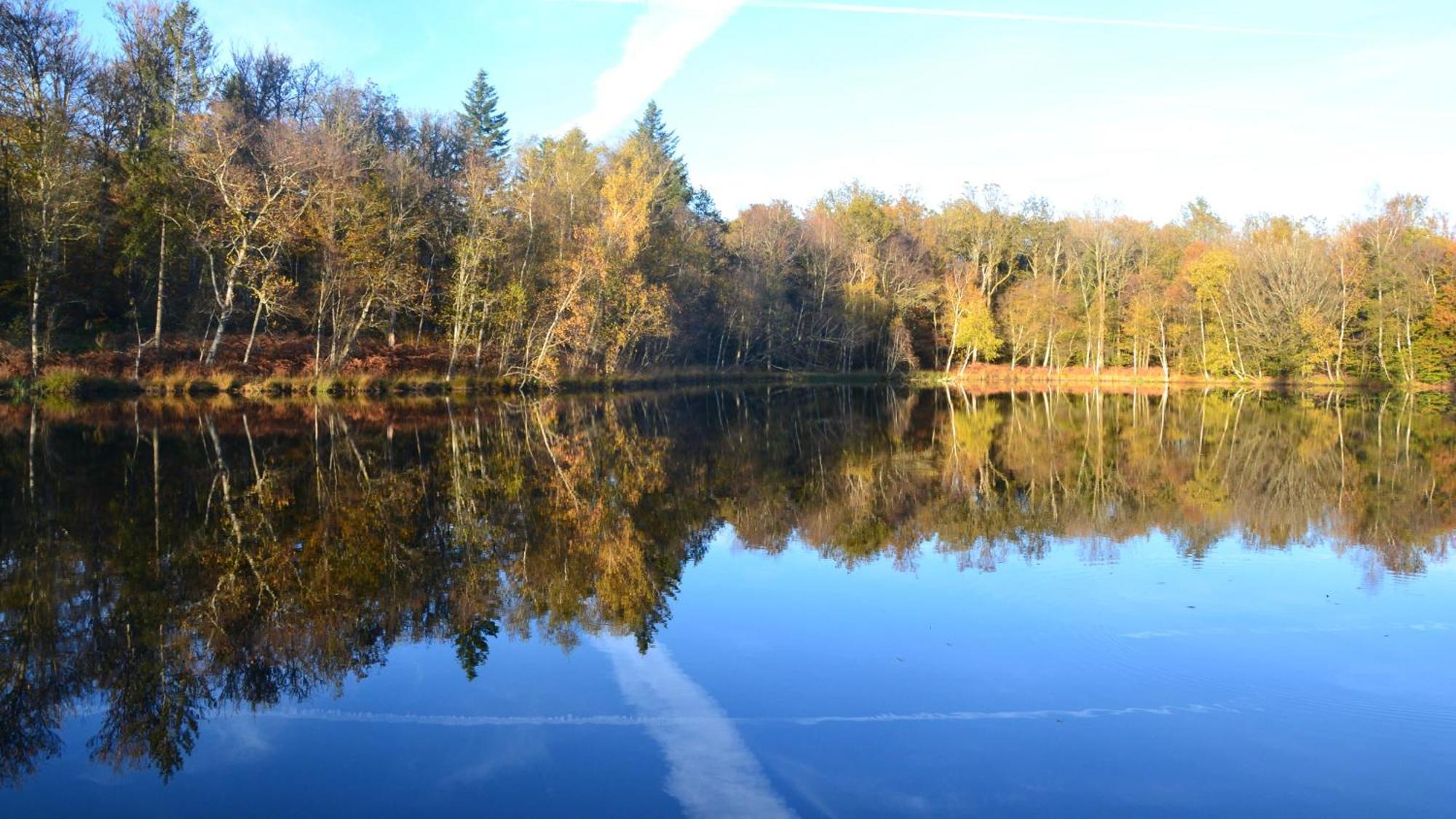 Chalet Des Aigrettes, Les 1000 Etangs La Voivre  Dış mekan fotoğraf